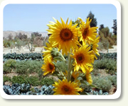 Organich gardening