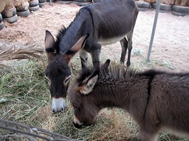 Miriam and Sizzler 