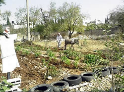 preparing the plots for planting