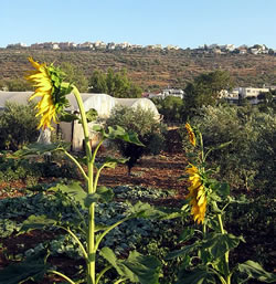 hot house nursery for seedlings