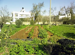 rows of vegetables and young trees